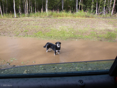dog_in_puddle_083010 1 of 1.jpg