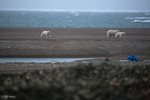 polar_bears_evening_090510-3276.jpg