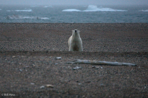 polar_bears_evening_090510-3325.jpg